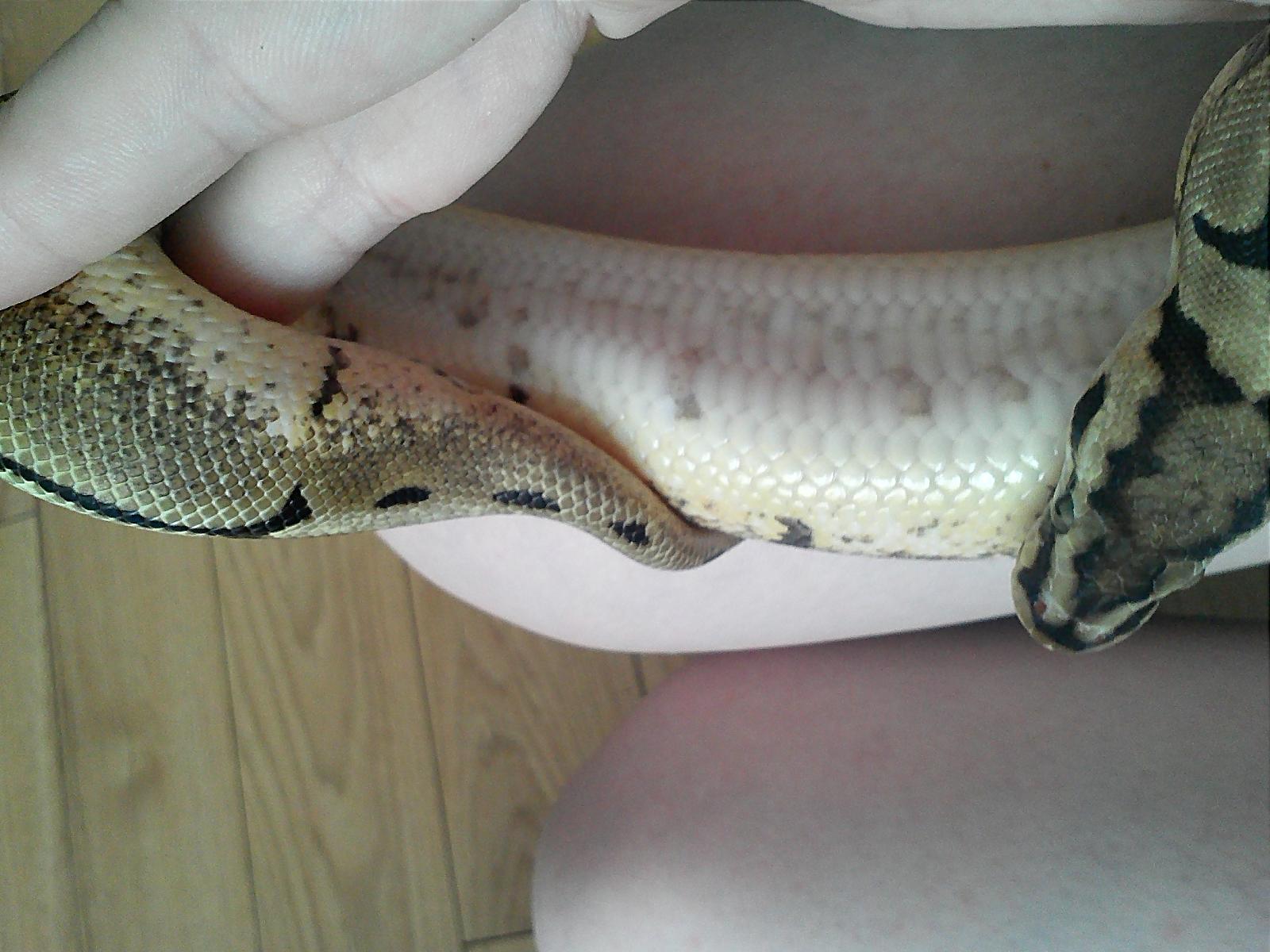 Fresh from shedding =D