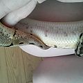 Fresh from shedding =D