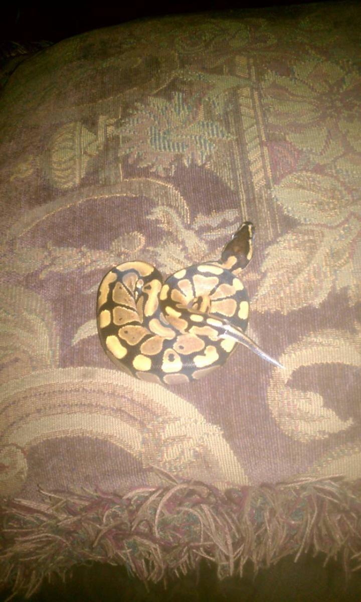First BP