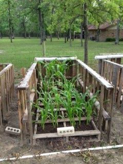 corn