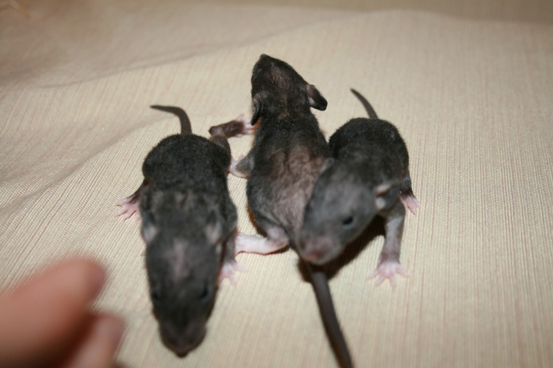 rats 001 800x533