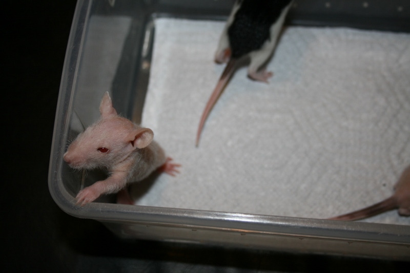 rats 006 800x533