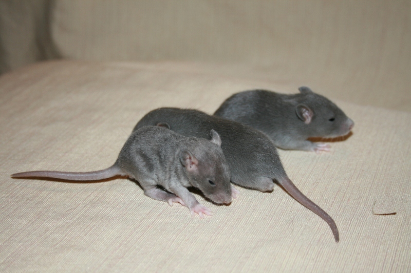 rats 022 800x533