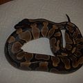 my first ball python snake