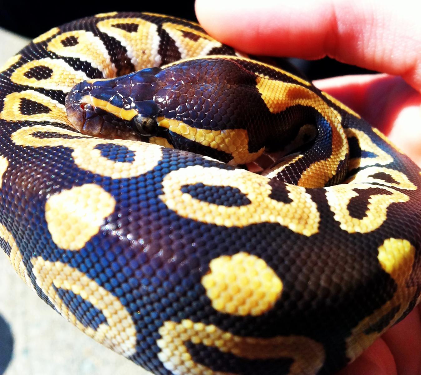 Asmodeus