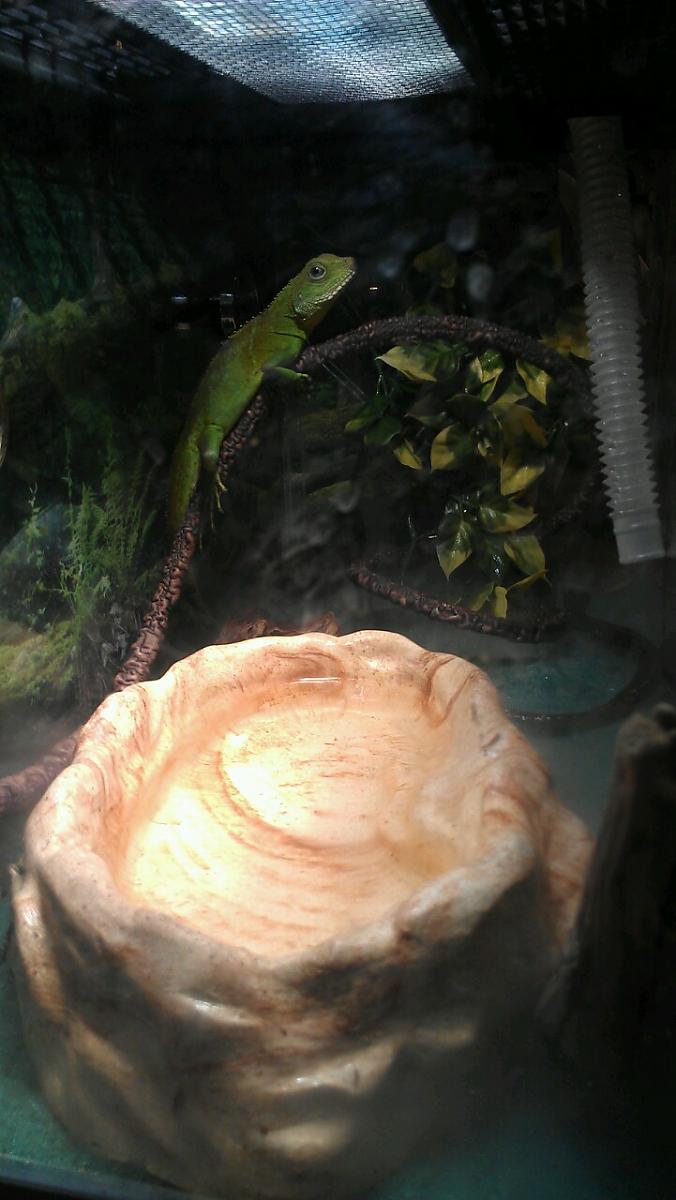 Chinese Water Dragon