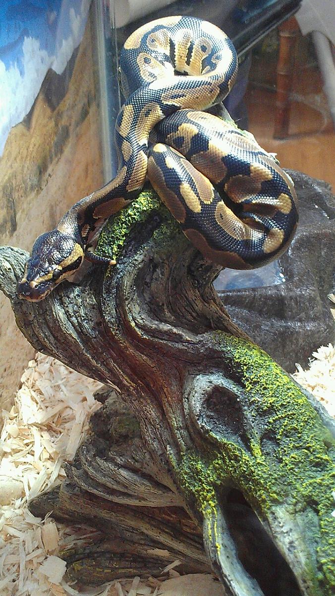 snake 605155