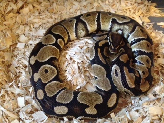 Ms. Cleo
