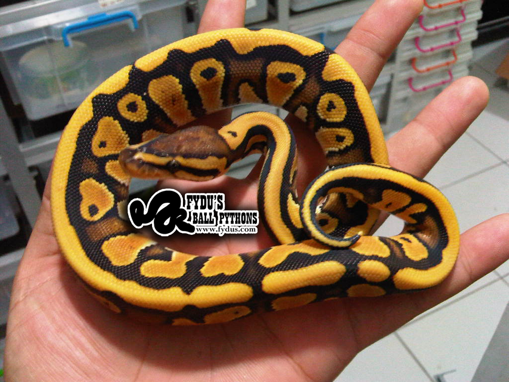 Desert Ball Python