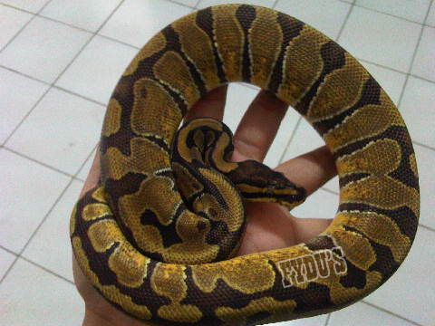 My Ball Python Collections