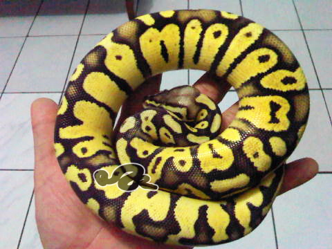 My Ball Python Collections
