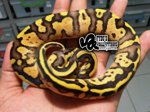 Fire fly Ball Python