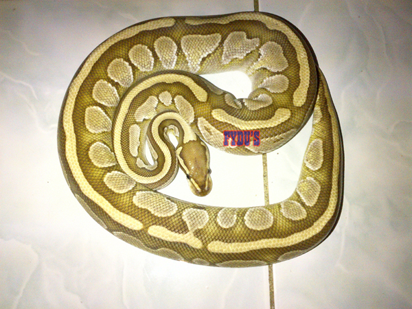 My Ball Python Collections