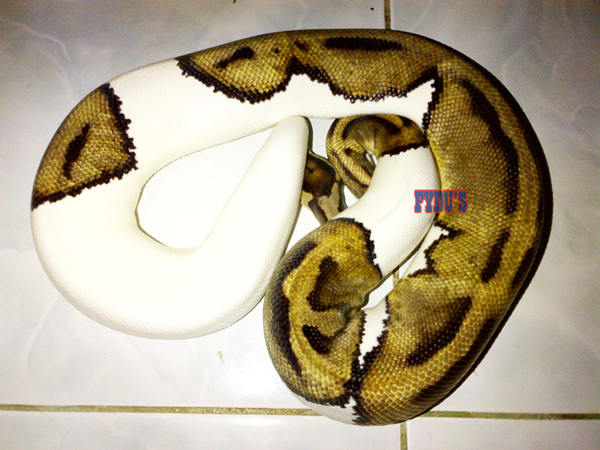 Pied Female