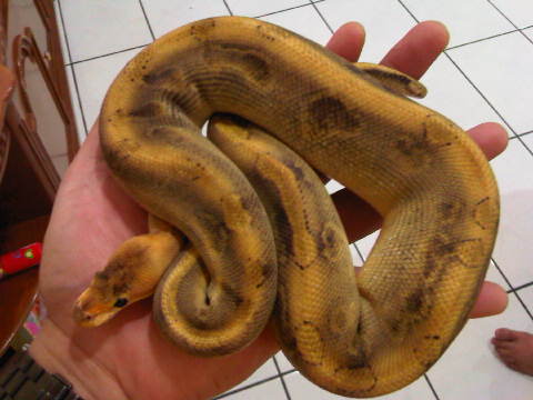 Champagne Ball Python