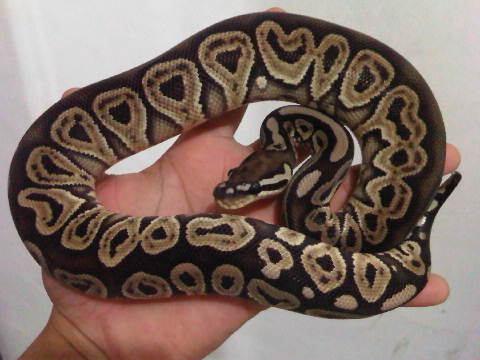 Red Axanthic Ball Python