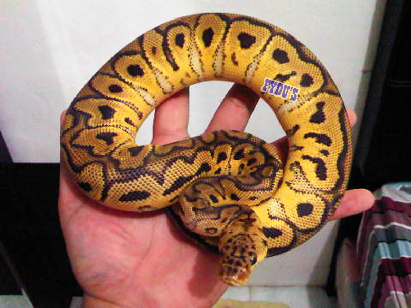 Pastel Clown Female