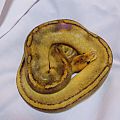 My Ball Python CollectionsChampagne Male