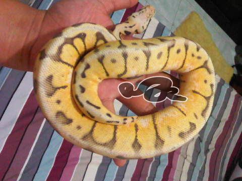 Killerbee Male
