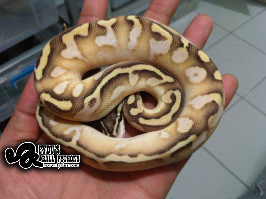 Super Pastel Butter Calico Ball Python