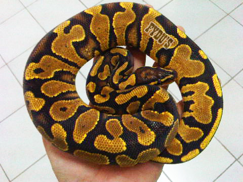 Yellow belly female