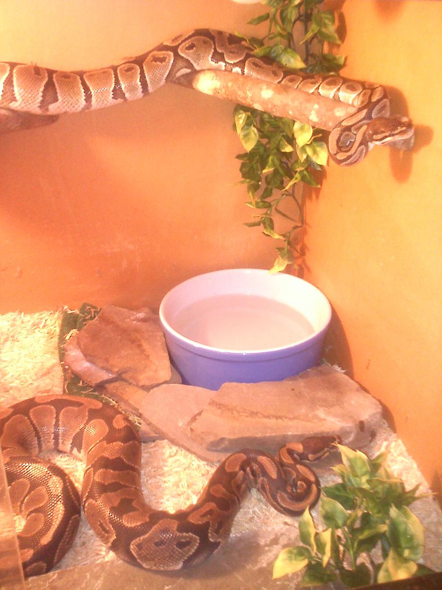 Normal Female-Shadow