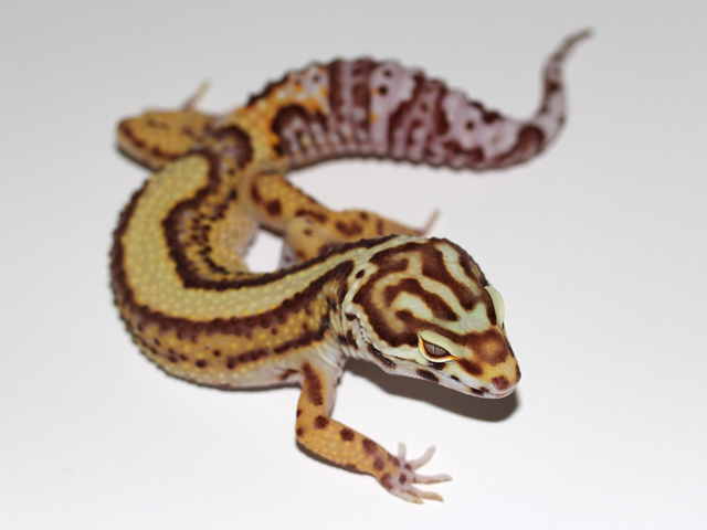 Cassius