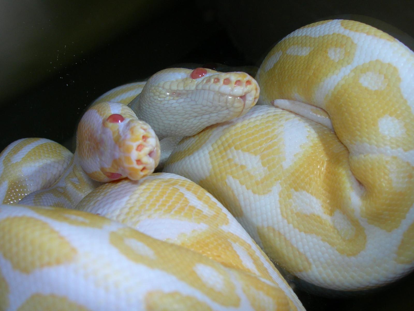 A Two Headed Albino?!