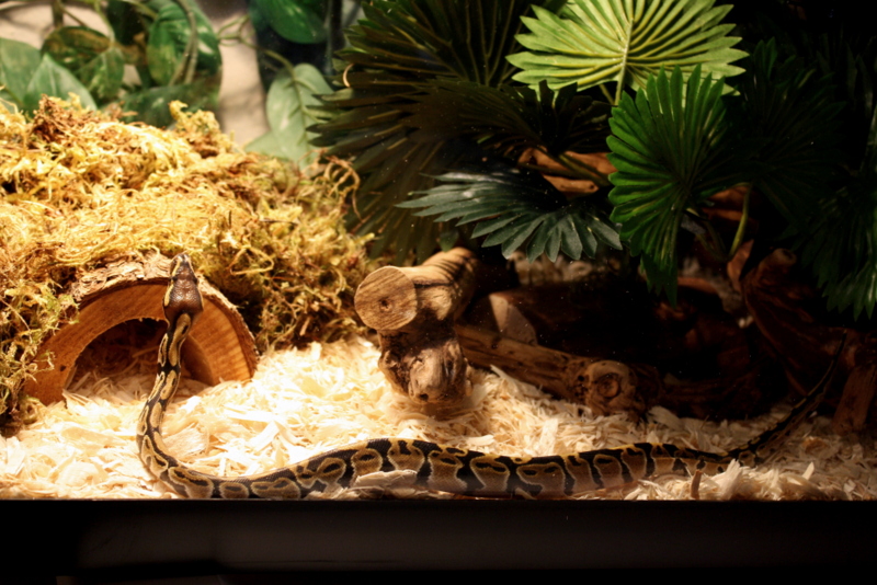 Stevo the Ball Python
