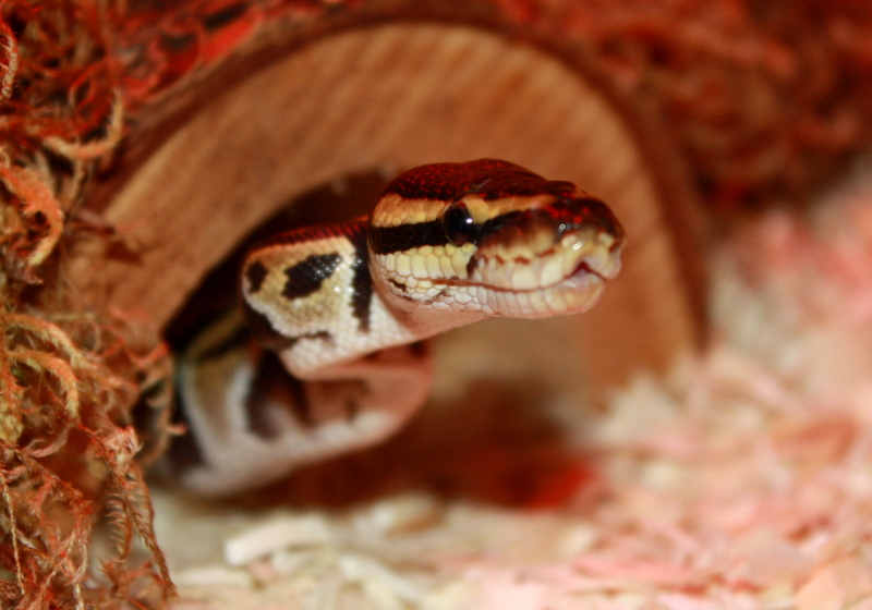 Stevo the Ball Python