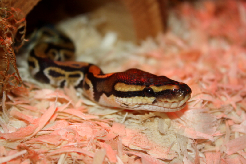 Stevo the Ball Python