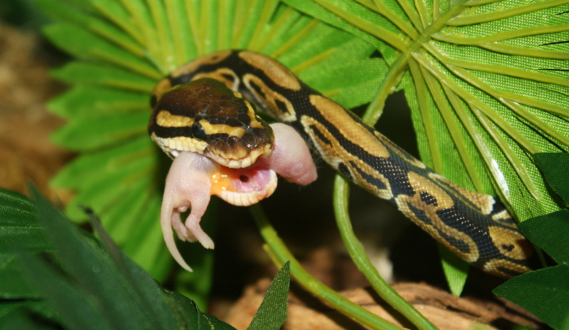Feeding Time!