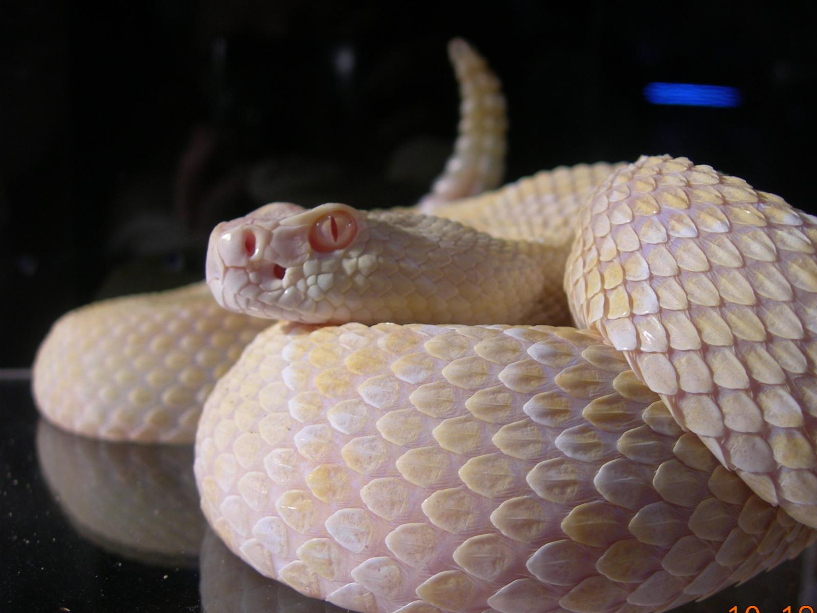 Albino Diamond Back - Wow!!