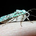 green battleship moth