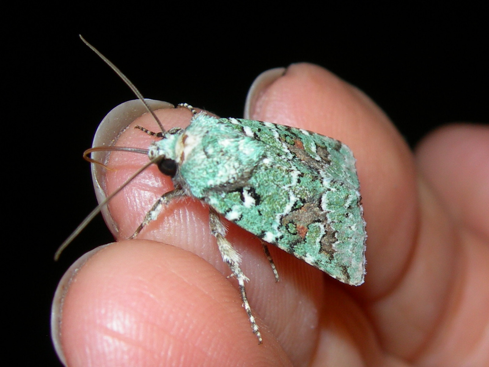 green battleship moth
