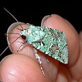 green battleship moth