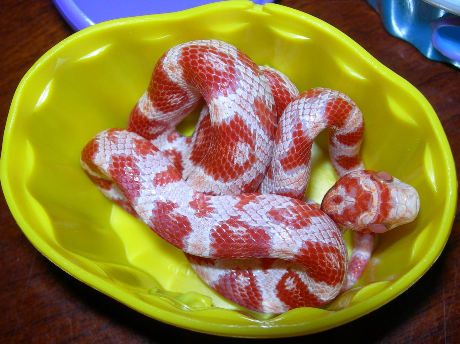 Snakes In Cupcakes!