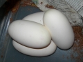 Eggies May 2010