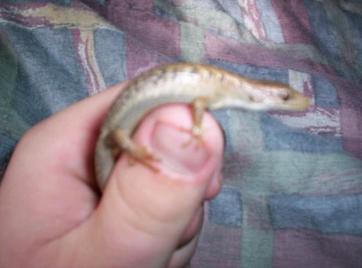 Little lizard i found outside