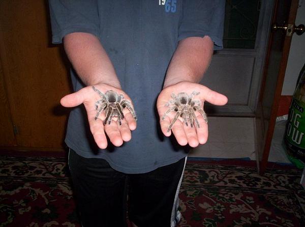 My tarantulas, both females