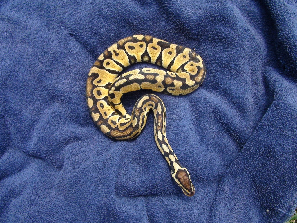 Lemon Pastel BP