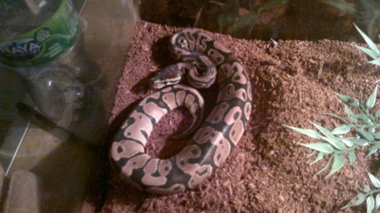 New Girl :)