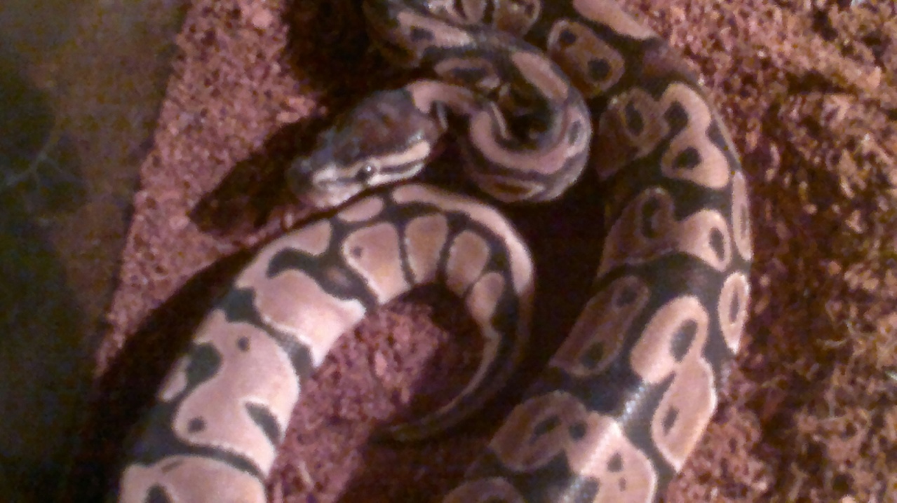 New Girl :)