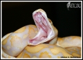 Retic.org Pics