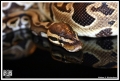 Retic.org Pics