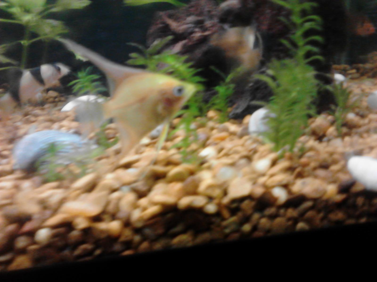 angelfish
