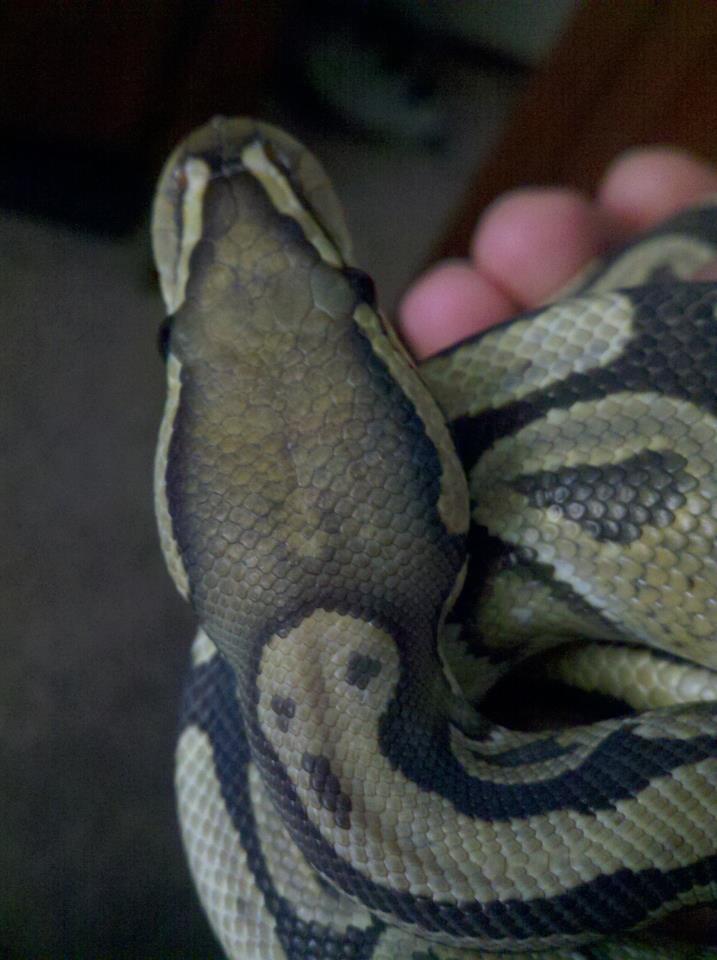 Wilson's Snakes