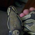 Wilson's Snakes