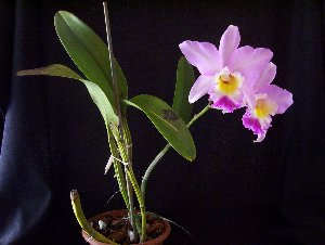 A few Orchids
