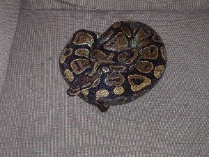 A couple of my snakes and their old home